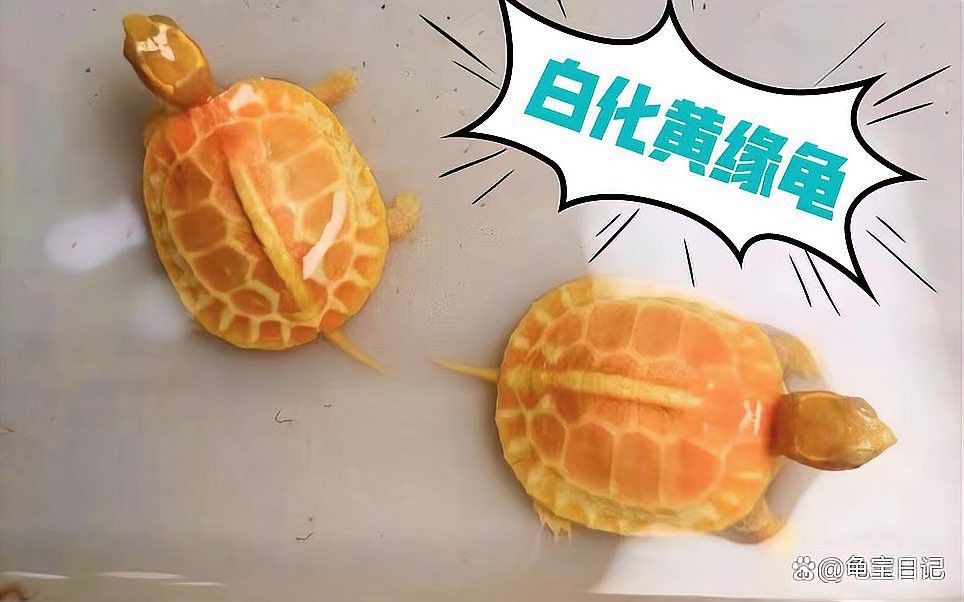 頂級變異大鱷龜