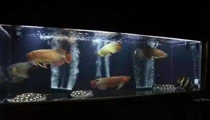 龍魚在中下層游是怎么回事（龍魚在中下層游動可能由多種因素引起） 龍魚在中下層游是怎么回事（龍魚在中下層游動可能由多種因素引起） 龍魚百科 第5張