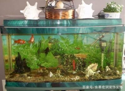 風水學中的魚缸形狀及其風水意義長方形魚缸風水禁忌：家居風水中的魚缸形狀與風水 風水學中的魚缸形狀及其風水意義長方形魚缸風水禁忌：家居風水中的魚缸形狀與風水 魚缸百科 第2張