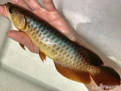 金龍魚的外形描述：過背金龍和紅尾金龍之間的區別會變得越來越明顯