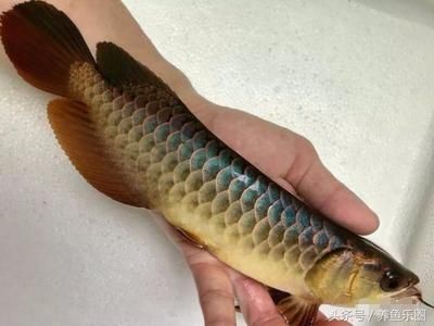 金龍魚的外形描述：過背金龍和紅尾金龍之間的區別會變得越來越明顯