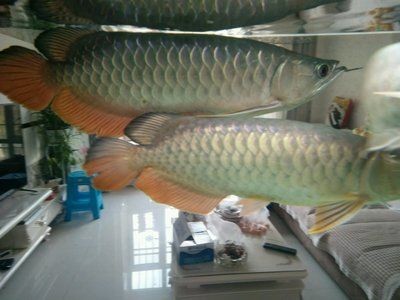 龍魚身上有白疙瘩是怎么回事（龍魚身上出現白疙瘩可能由多種因素引起，可能是幾種原因引起）