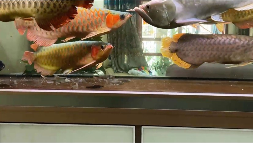 龍魚(yú)自助餐
