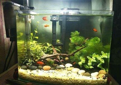 家里倆魚缸：魚缸風(fēng)水布局的最佳實(shí)踐