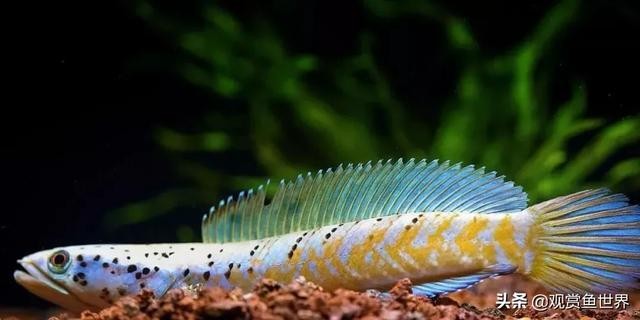遼陽市白塔區(qū)鑫天合水族魚缸店