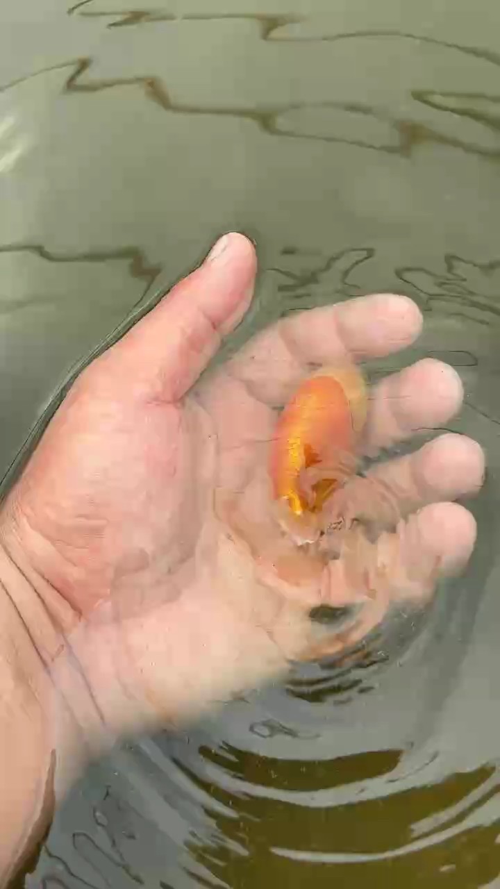 玉面紅袍 玉面紅袍 龍魚論壇