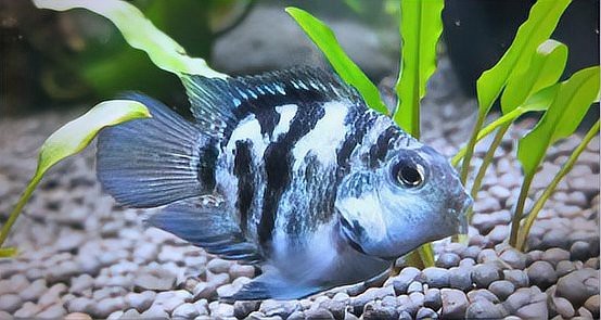 正常龍魚眼睛圖片
