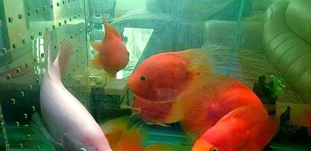正常龍魚眼睛圖片