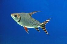 正常龍魚眼睛圖片