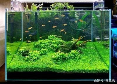 魚缸水白蒙蒙的霧狀是怎么辦（魚缸水白蒙蒙的霧狀怎么辦）