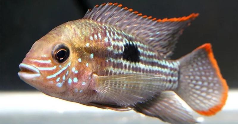 南美觀賞魚有哪些