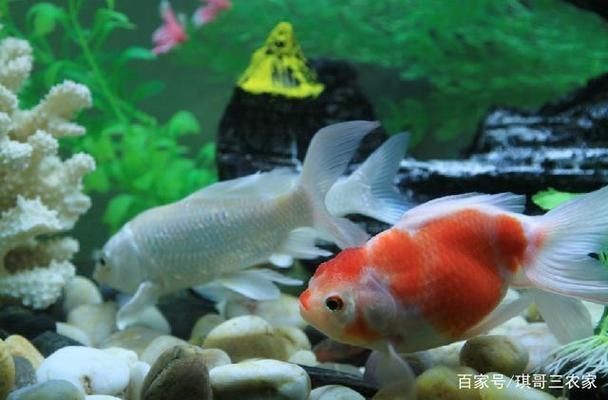 龍魚缸用什么工具魚好看又好養(yǎng)：選擇適合的龍魚缸工具對于養(yǎng)好魚至關重要