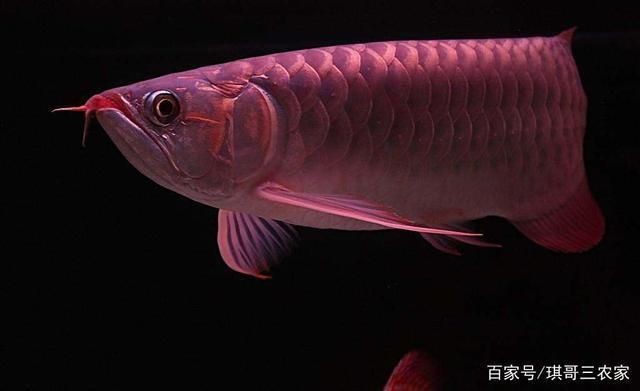 龍魚缸用什么工具魚好看又好養(yǎng)：選擇適合的龍魚缸工具對于養(yǎng)好魚至關重要