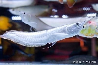 白色龍魚叫什么品種：白色龍魚叫什么名字 白色龍魚叫什么品種：白色龍魚叫什么名字 龍魚百科 第1張