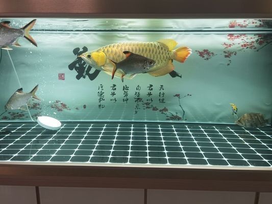 可麗愛魚缸官網(wǎng)專賣店沈陽：可麗愛魚缸官網(wǎng)專賣店在沈陽提供多種類型的魚缸售后服務(wù)