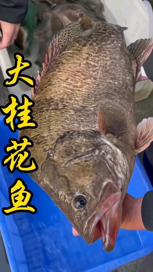 大桂魚圖片