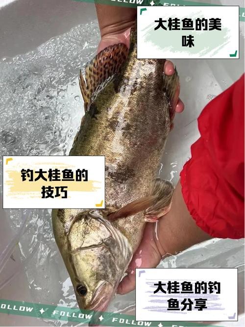 大桂魚圖片