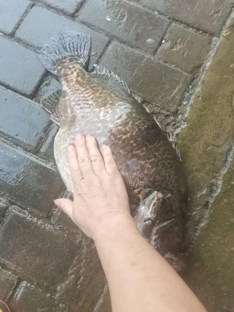 大桂魚圖片