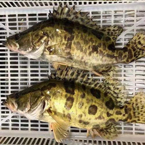 大桂魚圖片
