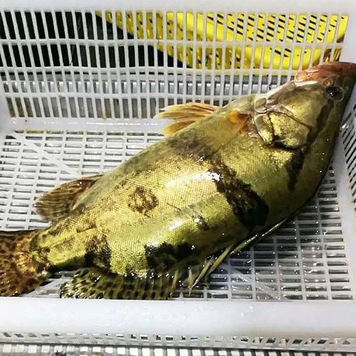 大桂魚圖片