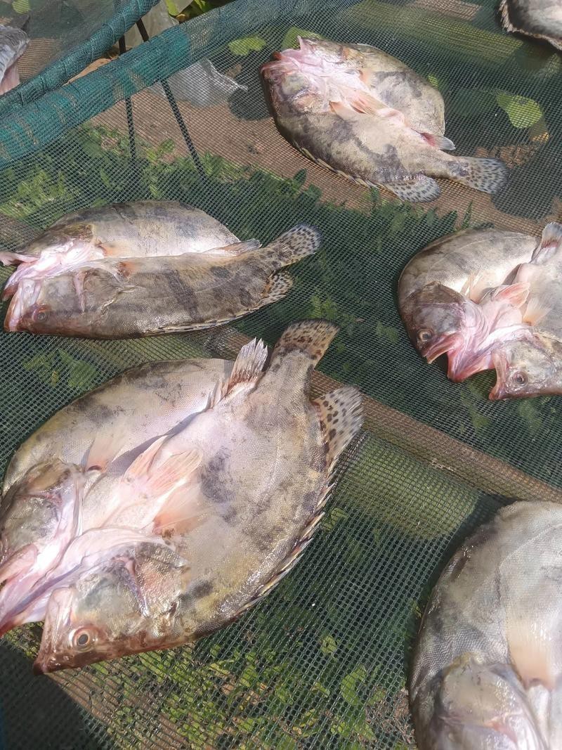 大桂魚圖片