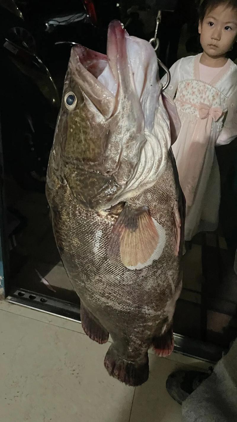 大桂魚圖片