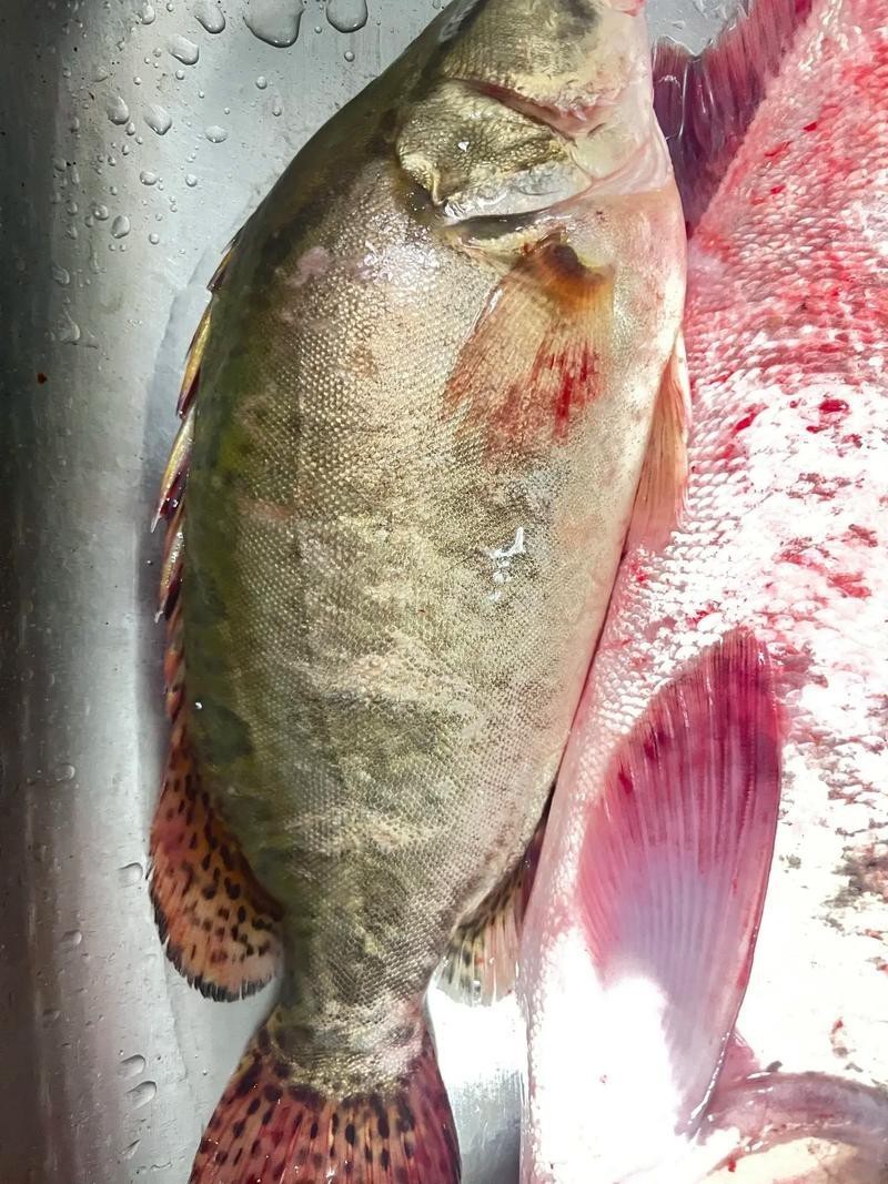 大桂魚圖片