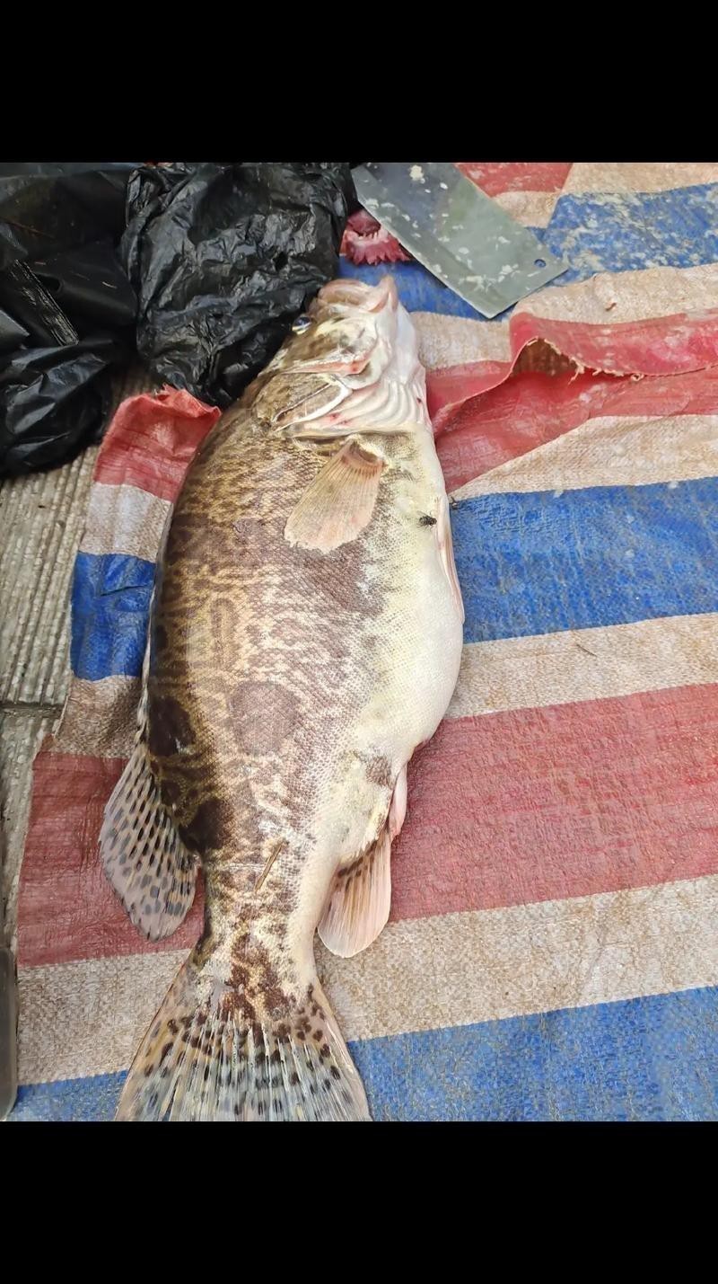 大桂魚圖片