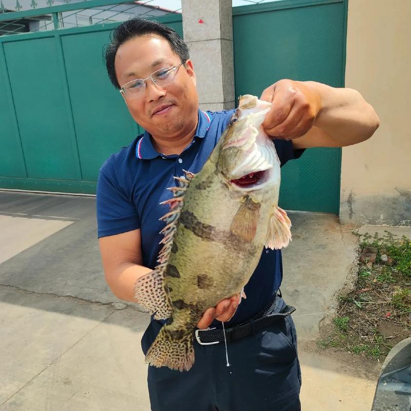 大桂魚圖片