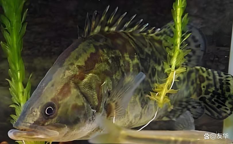 大桂魚圖片