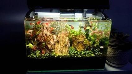 魚缸過濾系統的維護：魚缸過濾系統是養護魚缸生態平衡水族箱養護與維護技巧