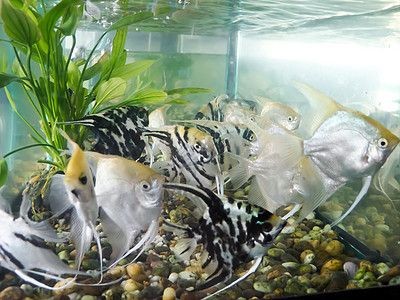 黑背景魚(yú)缸適合養(yǎng)什么魚(yú)好（黑底魚(yú)缸養(yǎng)護(hù)技巧）