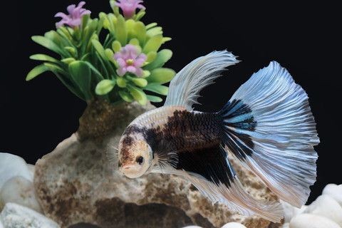 黑背景魚缸適合養什么魚好（黑底魚缸養護技巧）