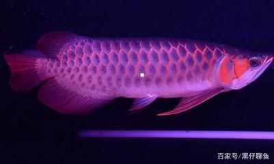 龍魚對(duì)燈光的要求是什么：龍魚對(duì)燈光的要求