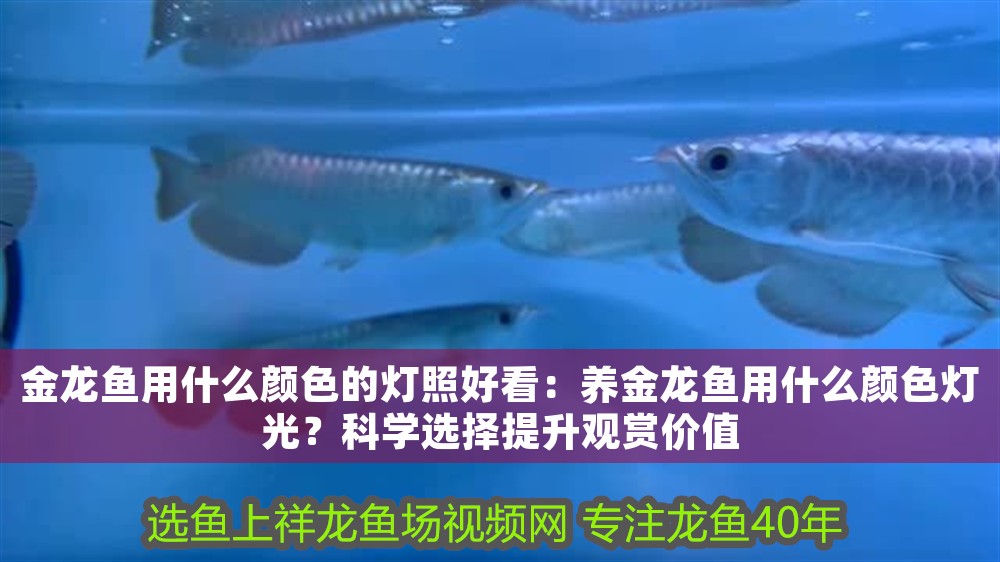 金龍魚用什么顏色的燈照好看：養金龍魚用什么顏色燈光？科學選擇提升觀賞價值 金龍魚用什么顏色的燈照好看：養金龍魚用什么顏色燈光？科學選擇提升觀賞價值 龍魚百科 第1張