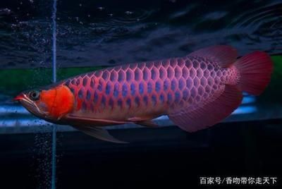 極品血龍魚：極品血龍魚價值與特征