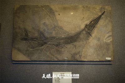 沈陽市<strong><mark>和平</mark></strong>區植茁造景魚缸店