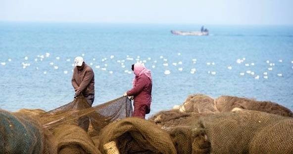 龍頭魚禁售對漁民有何影響？