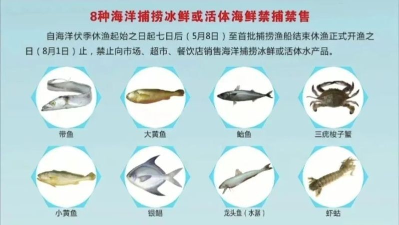 龍頭魚禁售對漁民有何影響？