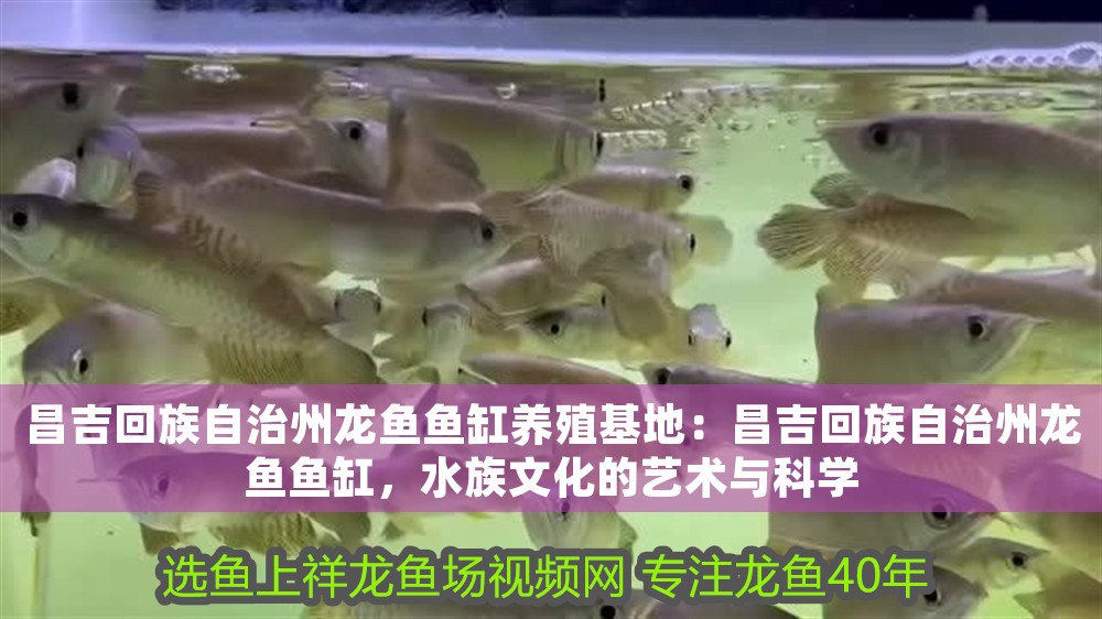 昌吉回族自治州龍魚魚缸養殖基地：昌吉回族自治州龍魚魚缸，水族文化的藝術與科學