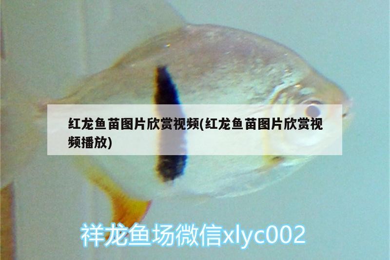 紅龍魚苗圖片欣賞視頻(紅龍魚苗圖片欣賞視頻播放)