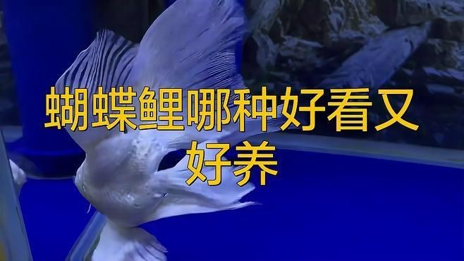 蝴蝶鯉哪個品種好