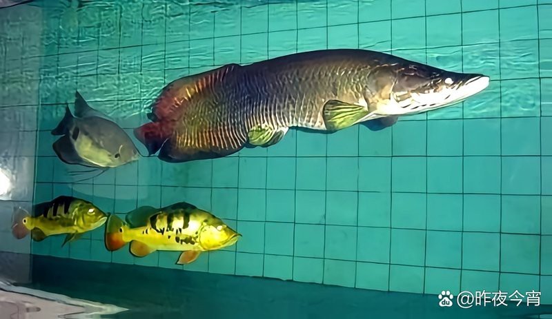 魚缸壽命多長時間（魚缸的使用壽命一般多久？） 魚缸壽命多長時間（魚缸的使用壽命一般多久？） 魚缸百科 第2張