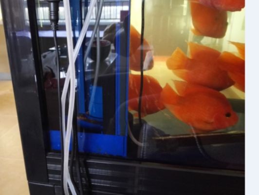 森森魚缸過(guò)濾器不出水：如何選擇合適的魚缸過(guò)濾器