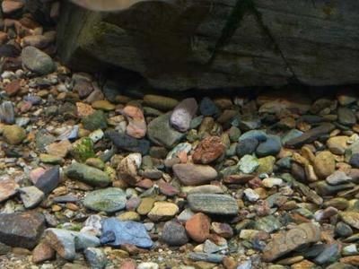 羅漢魚缸底砂選擇技巧:羅漢魚缸底砂清潔方法羅漢魚缸底砂清潔方法 魚缸百科 第5張 羅漢魚缸底砂選擇技巧:羅漢魚缸底砂清潔方法羅漢魚缸底砂清潔方法 羅漢魚缸底砂選擇技巧:羅漢魚缸底砂清潔方法羅漢魚缸底砂清潔方法 魚缸百科 第5張