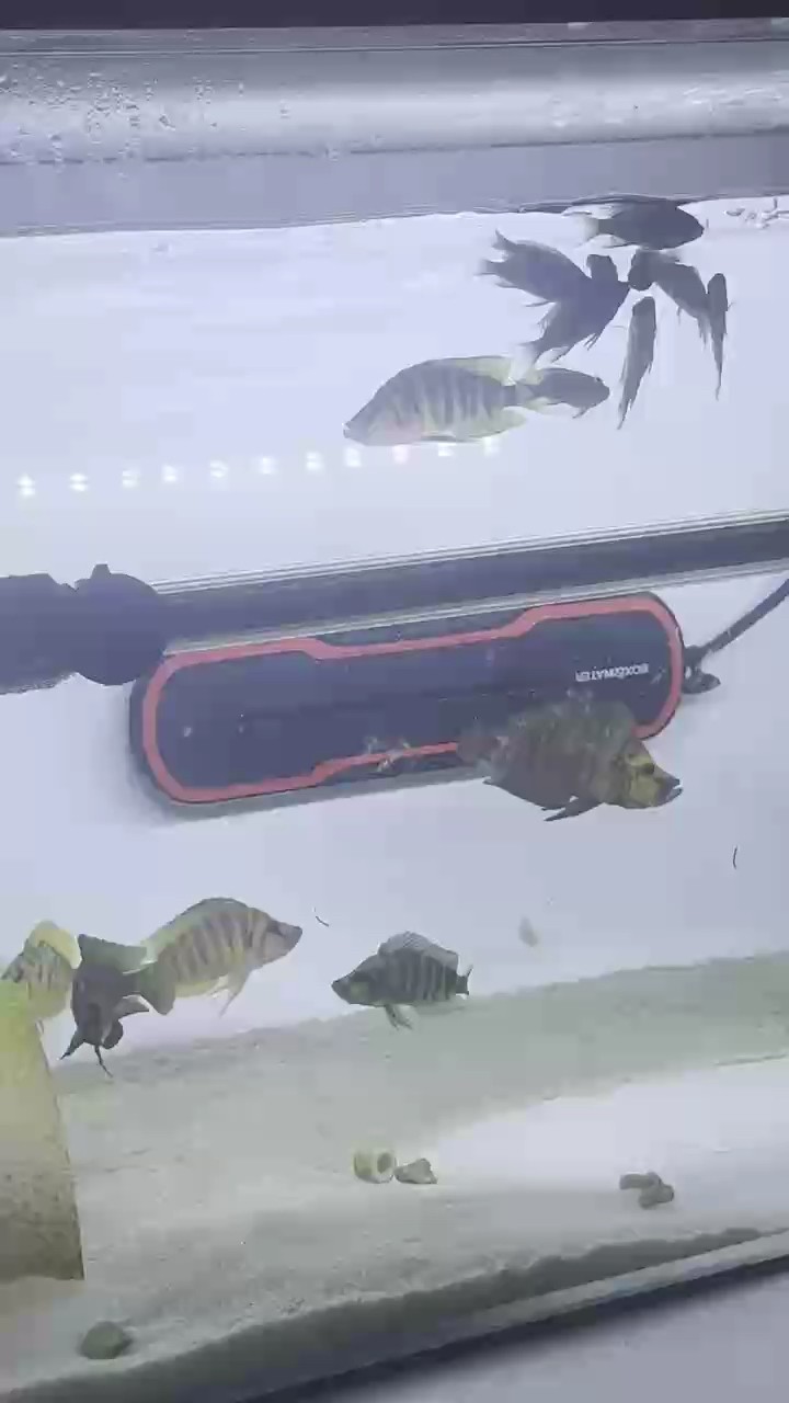 三湖魚友，咱們交流一下