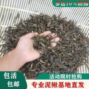 龍魚養殖的成本與利潤：養殖龍魚的成本與利潤