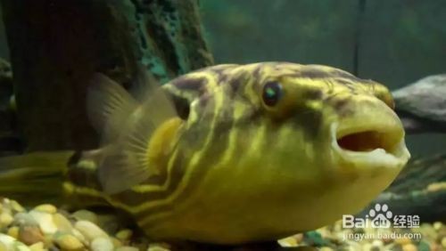 和田龍魚魚缸：和田龍魚魚缸，打造奢華水族藝術的終極指南