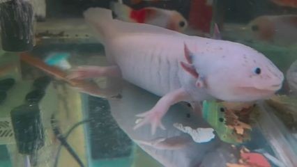 六角恐龍魚(yú)食物篇：六角恐龍魚(yú)怎么消毒