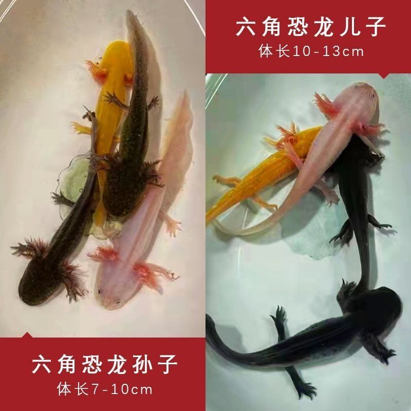 六角恐龍魚(yú)食物篇：六角恐龍魚(yú)怎么消毒